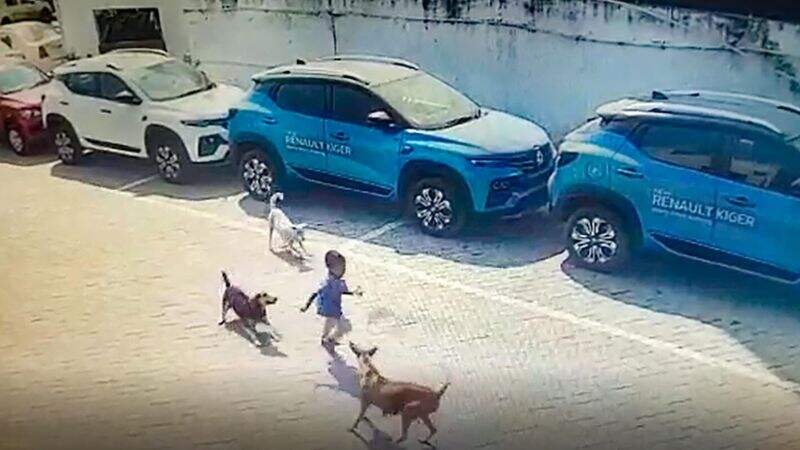 India: 4-year-old child dead after mauled by stray dogs