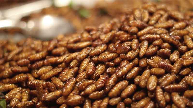 Insects in food items? UAE debunks reports