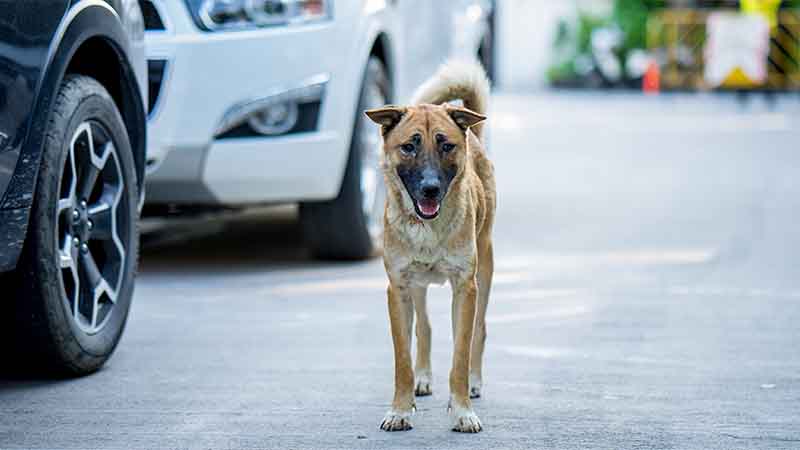 UAE: Abandoning pets will get you fined Dh10,000