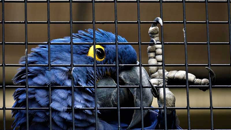 UAE to have new pet and animal market