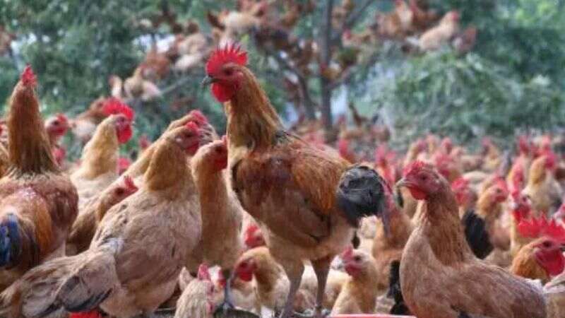 China: Man jailed after scaring over 1,000 chickens to death