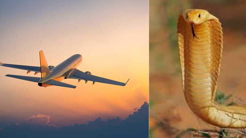 South African pilot makes emergency landing after discovering cobra under seat