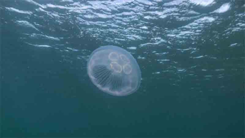Abu Dhabi authority issues jellyfish warning