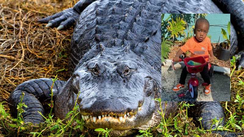US: Body of missing 2-year-old child found in alligator’s mouth after mother’s murder