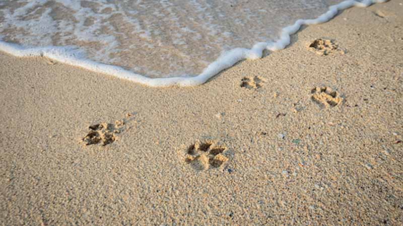 Dog attack on Fujairah beach: 3 fined Dh50,000