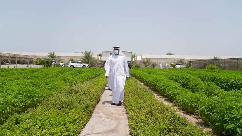 UAE announces Dh8,400 support for low-income farm owners