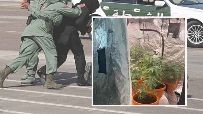 Expats arrested for growing marijuana in Sharjah apartment