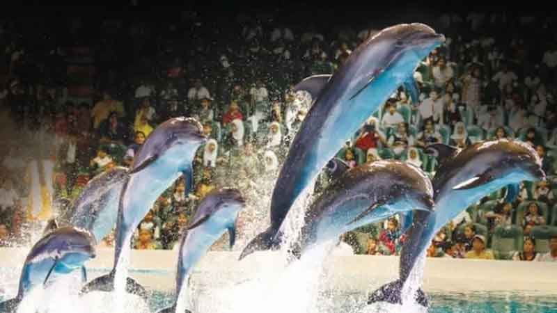 Dubai Dolphinarium offers kabayan deal for Philippine Independence Day