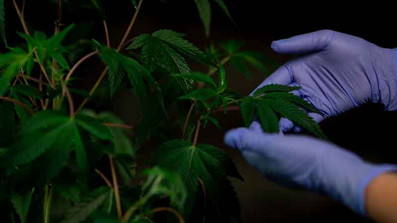 Gang growing marijuana in Umm Al Quwain home arrested
