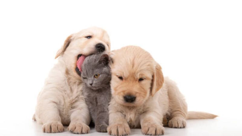 Abu Dhabi Police warns of pet sales scam, fake jobs