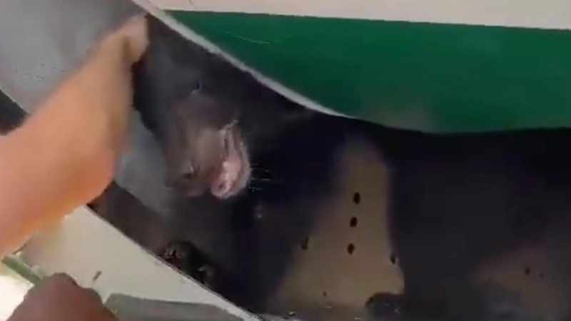 Bear escapes crate on flight to Dubai