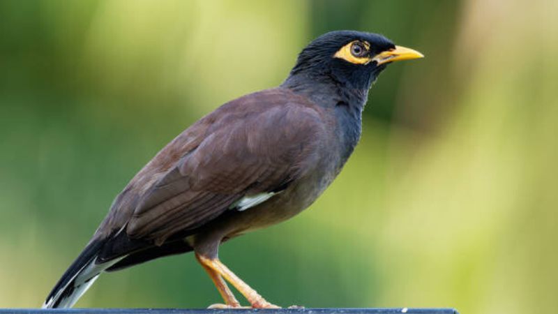 Kuwait Recognizes Indian Myna Bird Positive Presence to Wildlife