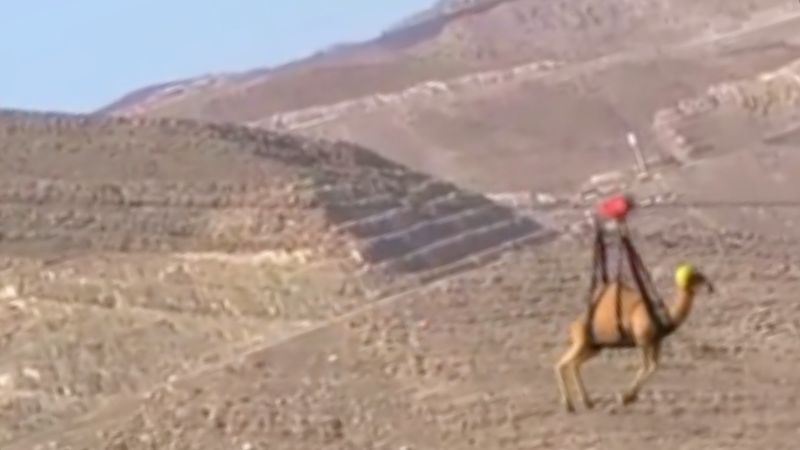 Watch: Camel on Jebel Jais Zipline Goes Viral on Tiktok