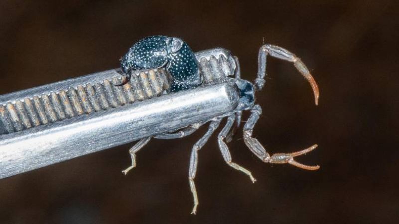 UAE: New Scorpion Species Discovered in Fujairah Mountains