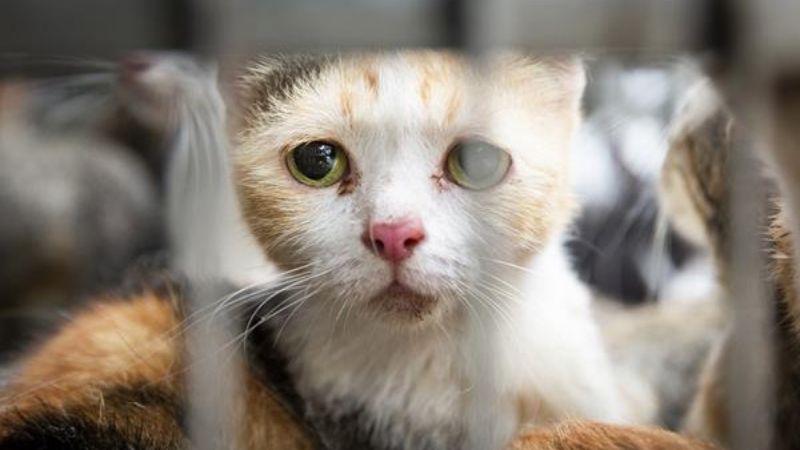 150 Cats Abandoned in UAE Desert: $5,000 Reward Offered for Info on Perpetrators