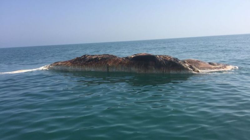 Dead Whale Spotted Off Ras Al Khaimah Coast Sparks Alert