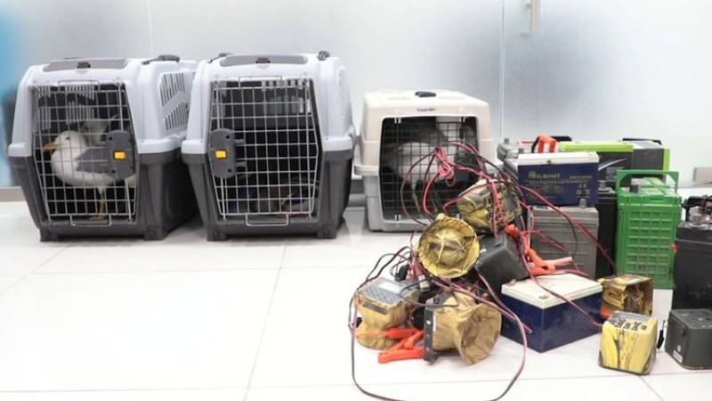 Sharjah: 195 exotic animals seized in raids