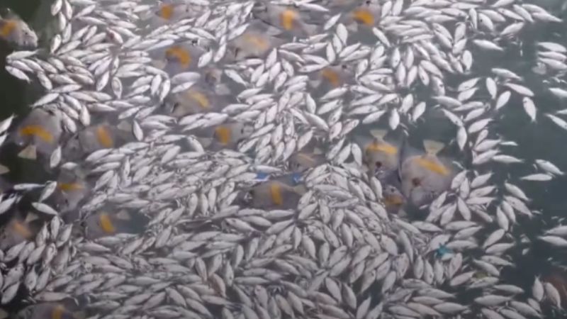 Dead fish in canals? Dubai Municipality clarifies cause