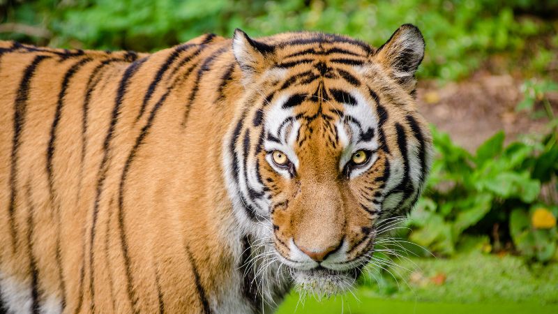 Tiger on the loose? Sharjah denies rumours