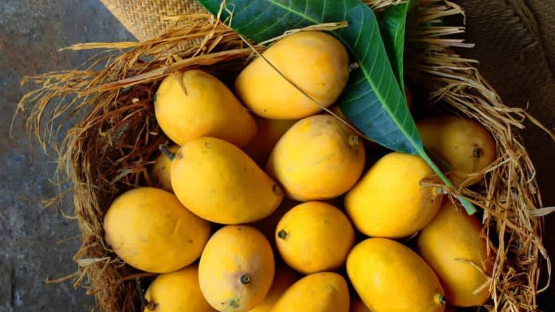 Best mangoes in UAE can be found in Khorfakkan