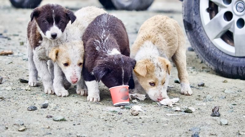 Umm Al Quwain ruler issues decree to seize stray animals