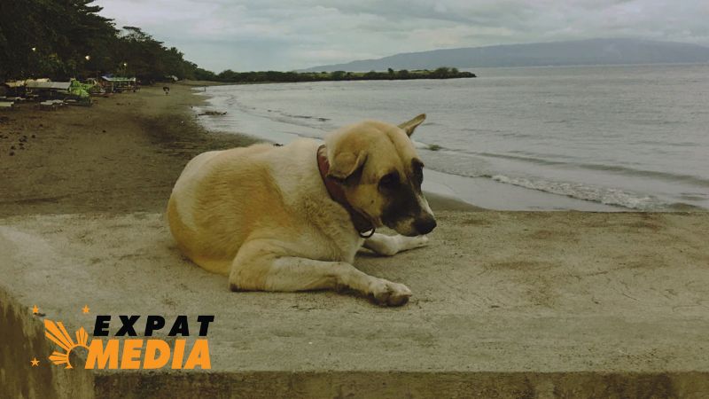 Why Filipino native dogs Aspin are a national treasure