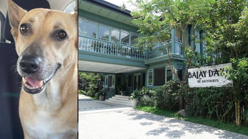 Netizens criticize dog 'breed discrimination' after restaurant Balay Dako denies entry to aspin