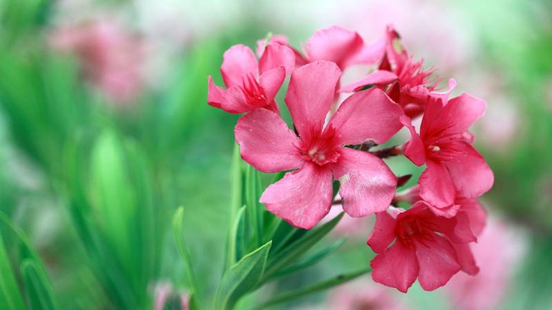 Abu Dhabi bans cultivation of poisonous oleander plant