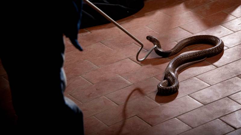 Snake safety advisory issued in Sharjah