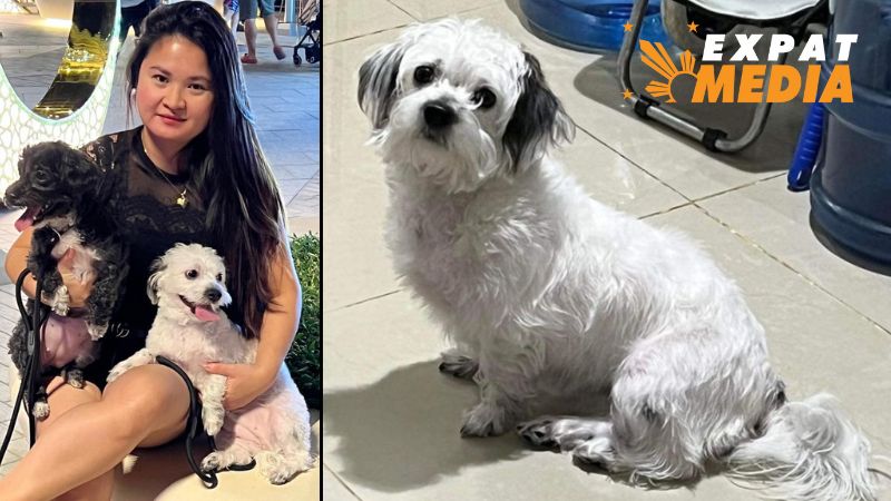Filipina in Abu Dhabi offers Dh2,000 reward to find missing dog