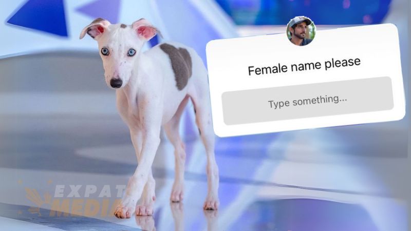 Sheikh Hamdan asks UAE residents to help name new puppy