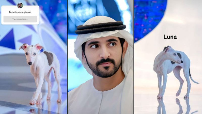 Sheikh Hamdan names his new puppy Luna after fans send suggestions