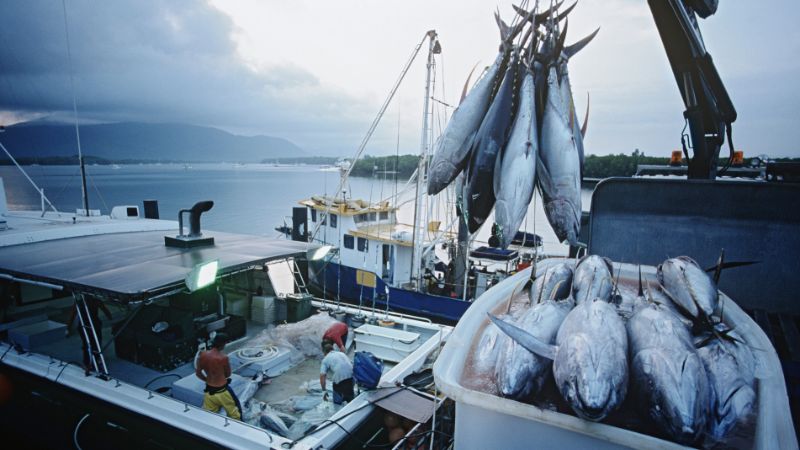 Abu Dhabi boat owner fined Dh20,000 for surpassing daily fishing limit