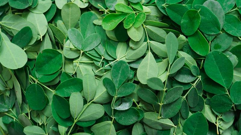 Superfood moringa or ‘malunggay’ touted as key to boosting Philippine economy
