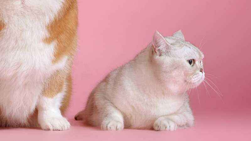 Man fined Dh16,200 for scamming UAE resident in fake pet adoption