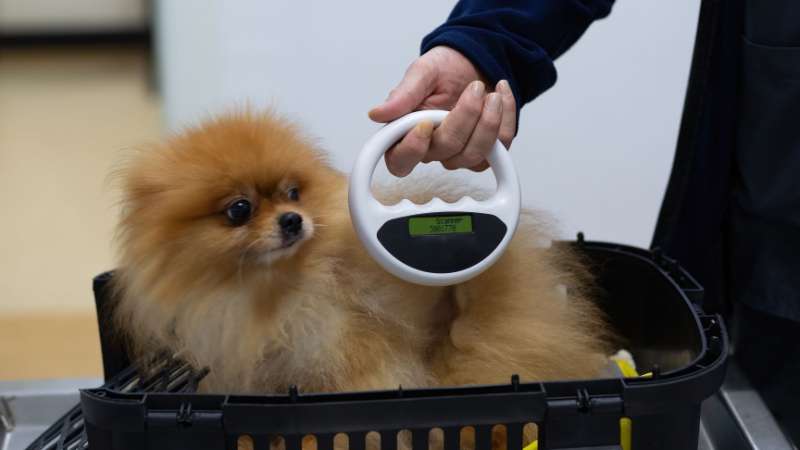 Abu Dhabi launches mandatory pet registration service