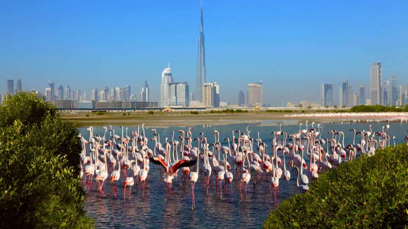 Dubai: Ras Al Khor Wildlife Sanctuary to get Dh650 million makeover