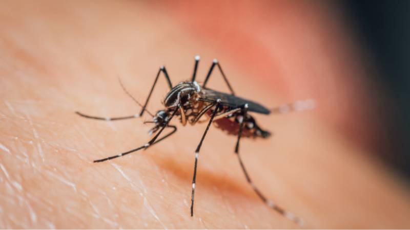 Chikungunya virus cases surge in Asia: What UAE travelers need to know