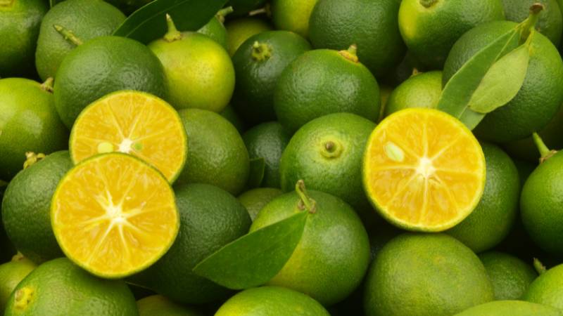 Calamansi: Tiny Philippine citrus big on health, flavor and Filipino culture