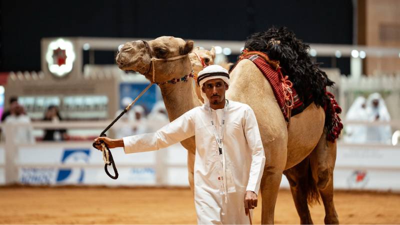 Camel sells for Dh500,000 in Abu Dhabi auction after dramatic bidding war