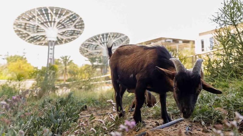 Goat Festival at Expo City Dubai lets kids meet farm animals on rooftop