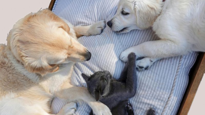 Abu Dhabi pet owners must register cats, dogs or face Dh1,000 fine